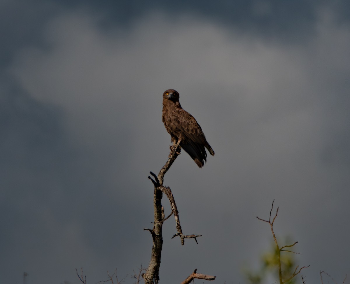 チャイロチュウヒワシ - ML646981120