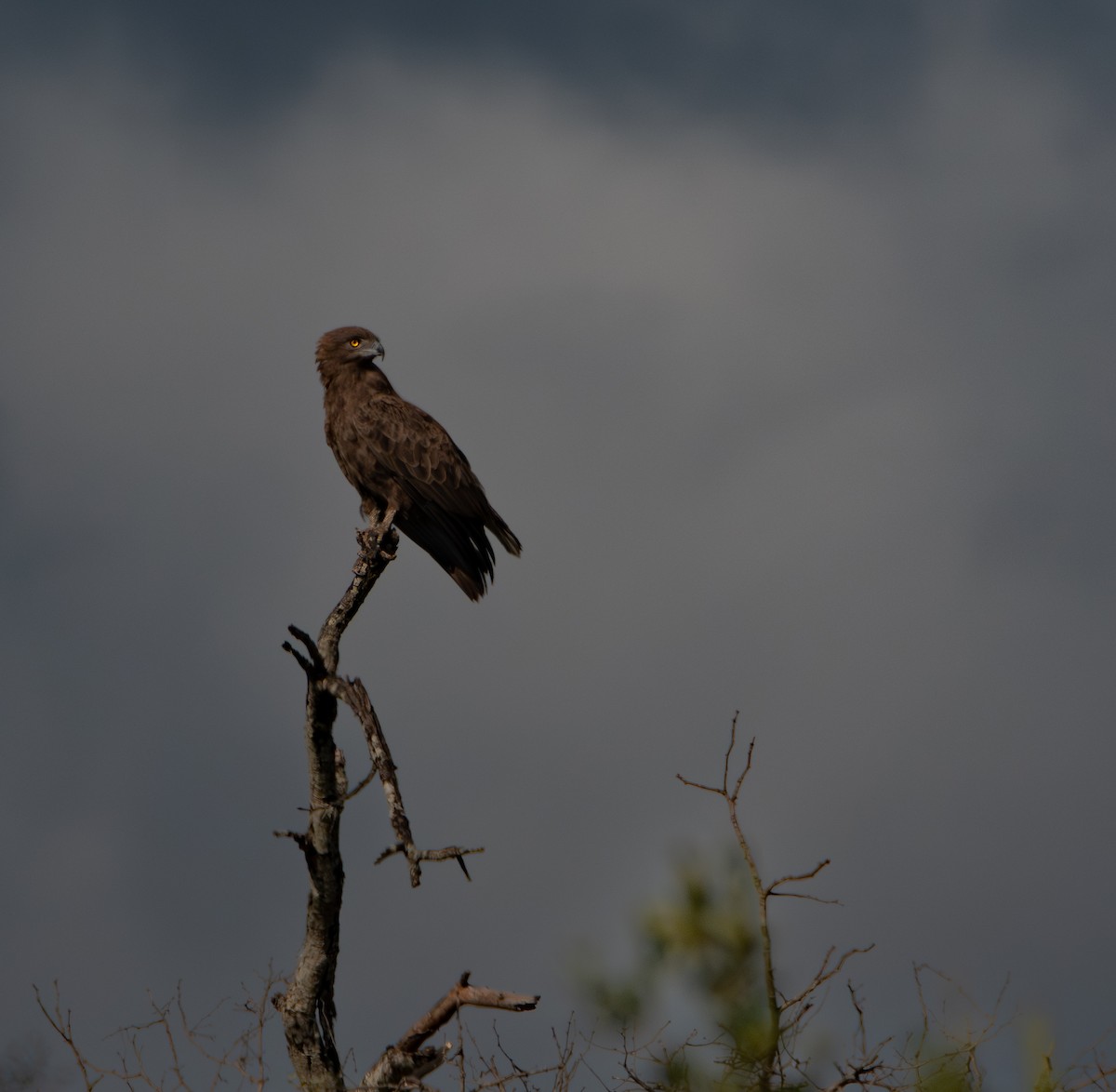 チャイロチュウヒワシ - ML646981121