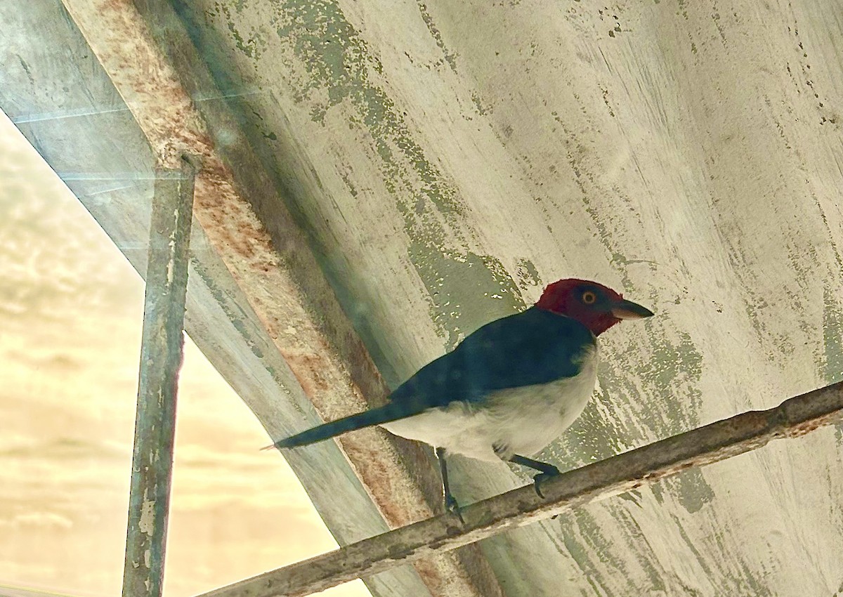 Red-capped Cardinal - ML646981127