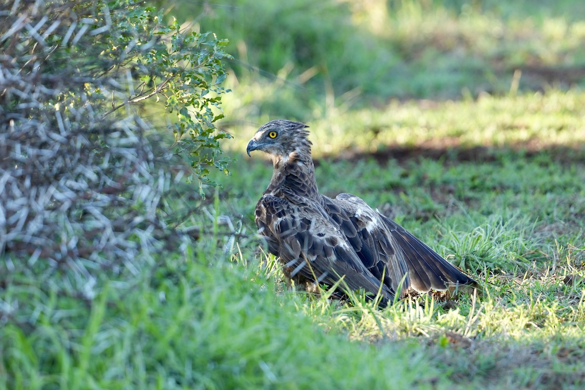 チャイロチュウヒワシ - ML646981129