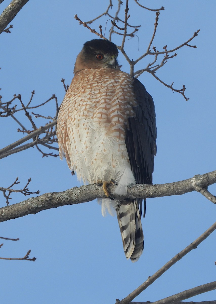 Cooper's Hawk - ML646981141
