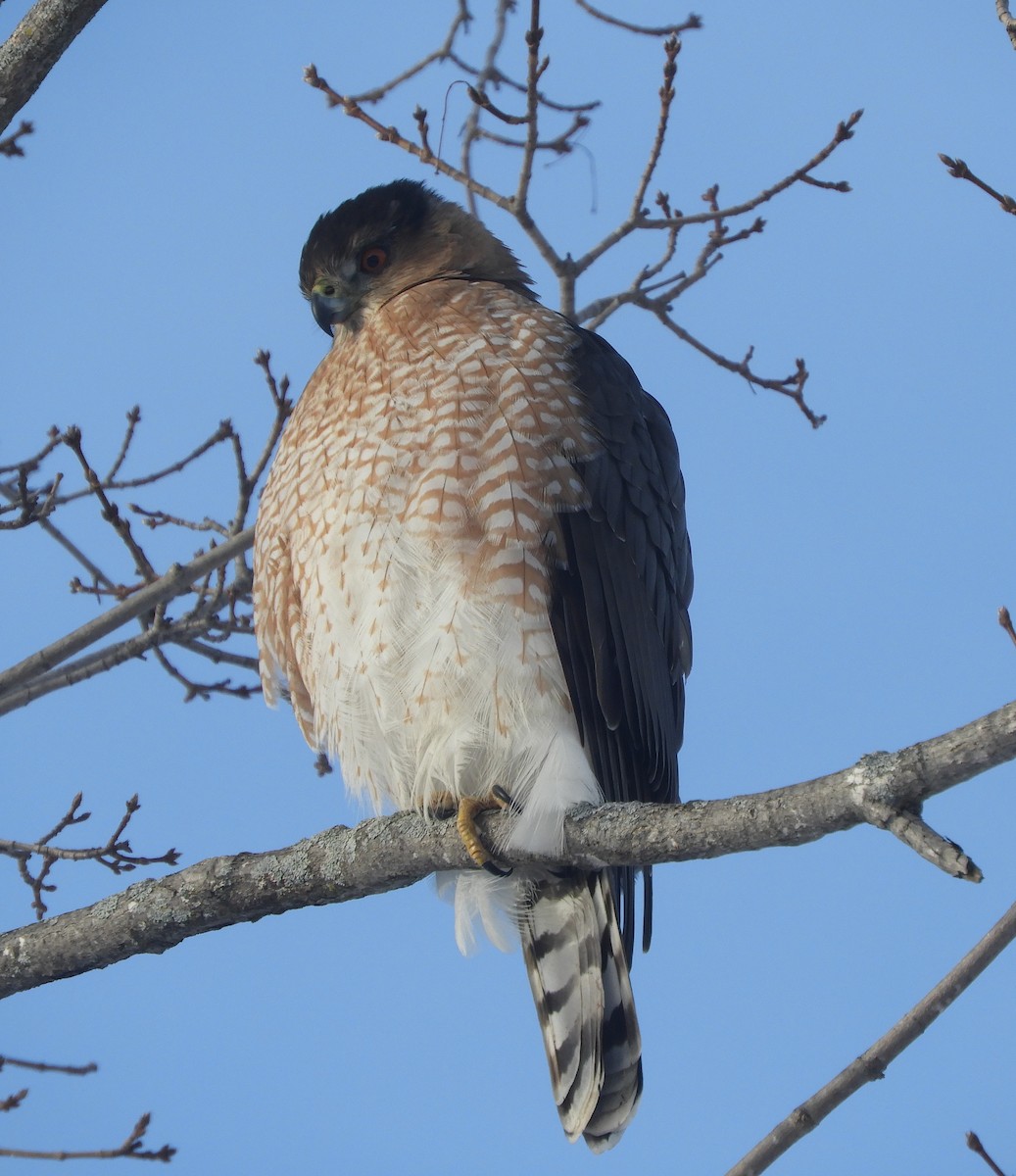 Cooper's Hawk - ML646981142
