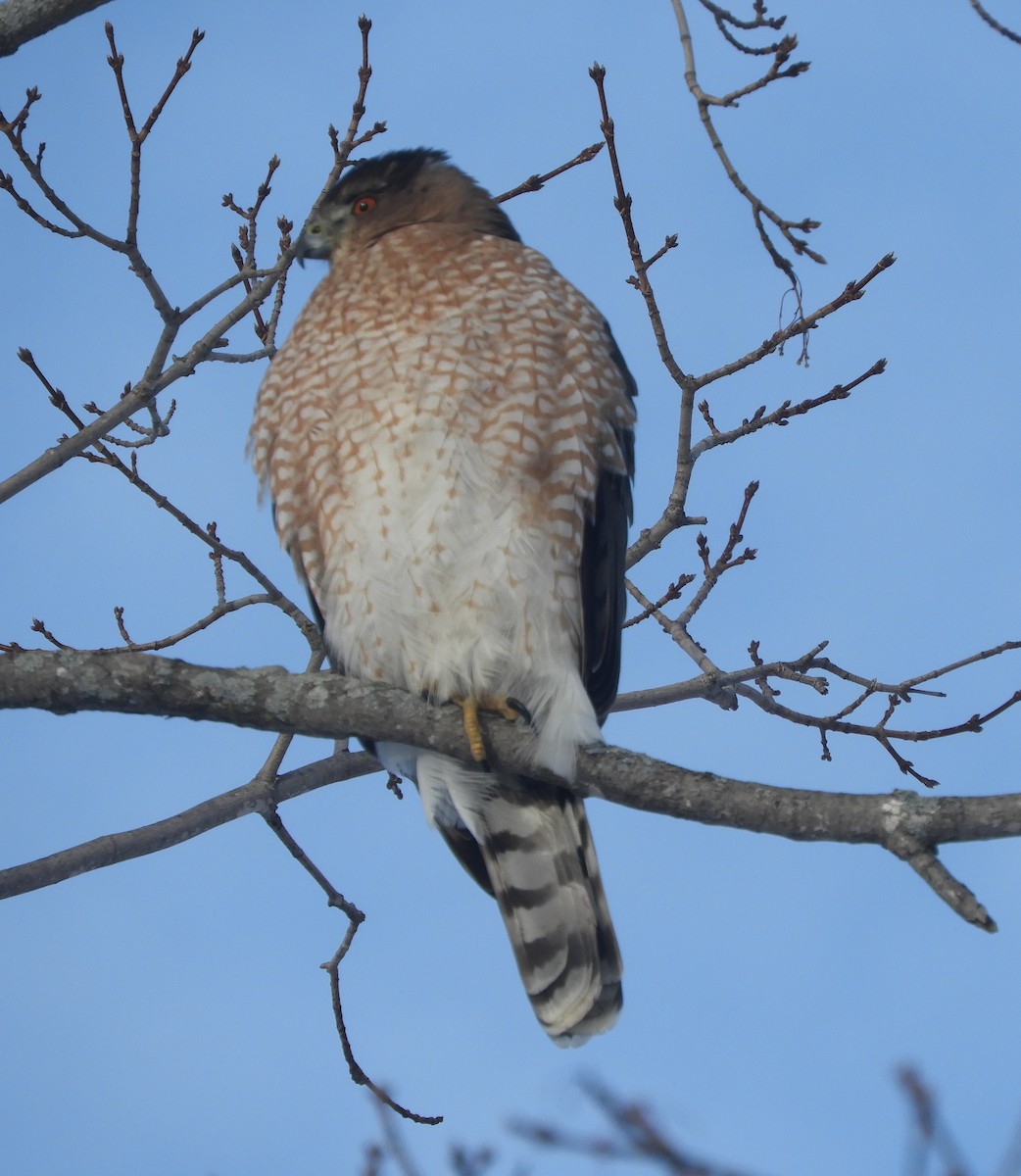 Cooper's Hawk - ML646981146