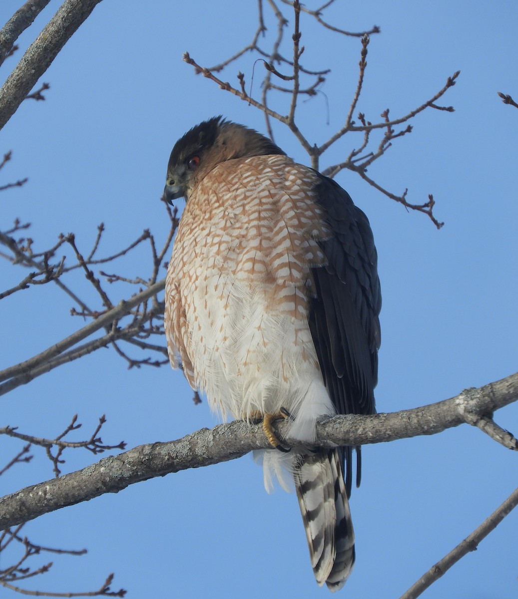 Cooper's Hawk - ML646981147