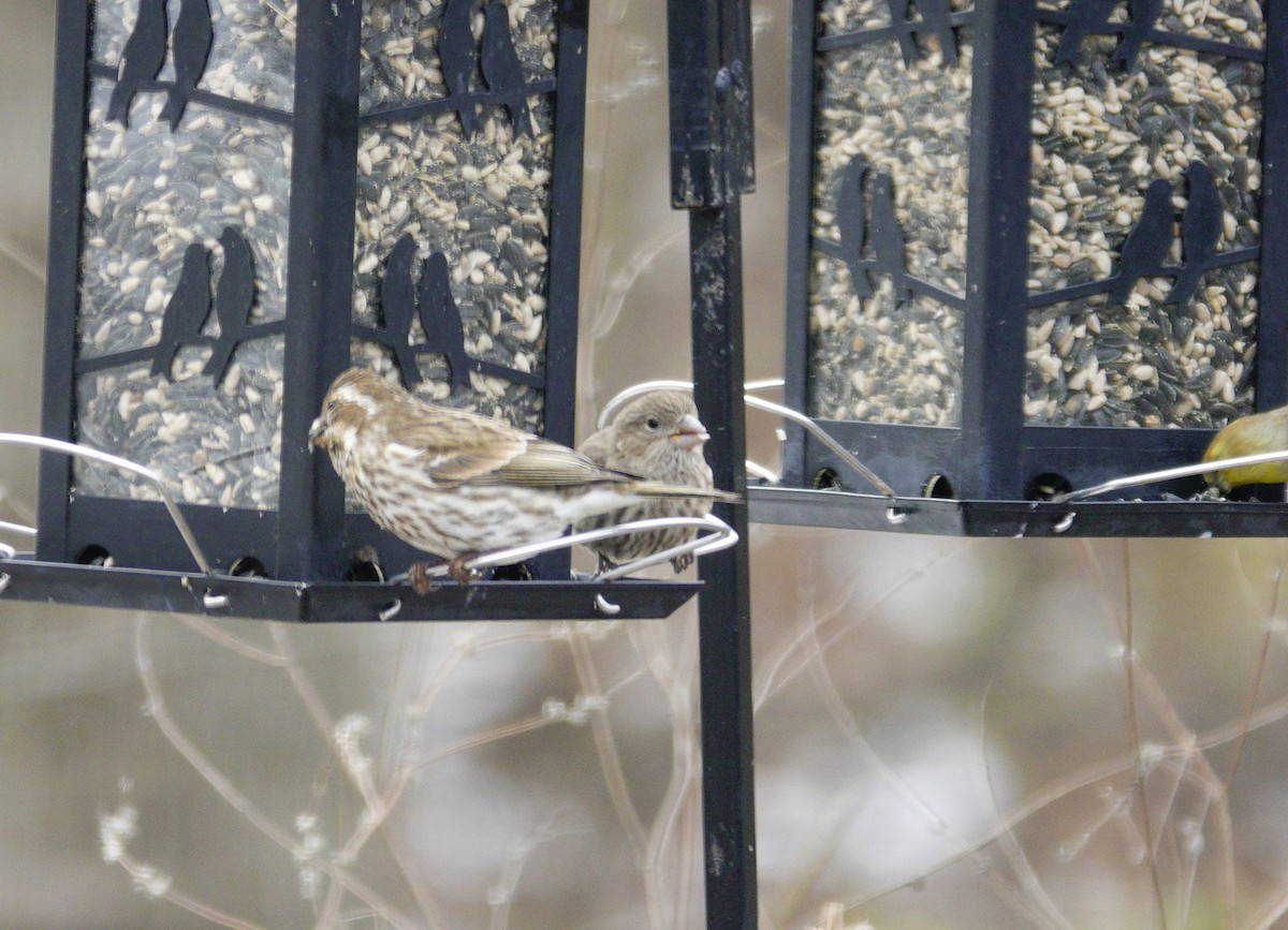 House Finch - ML646981150