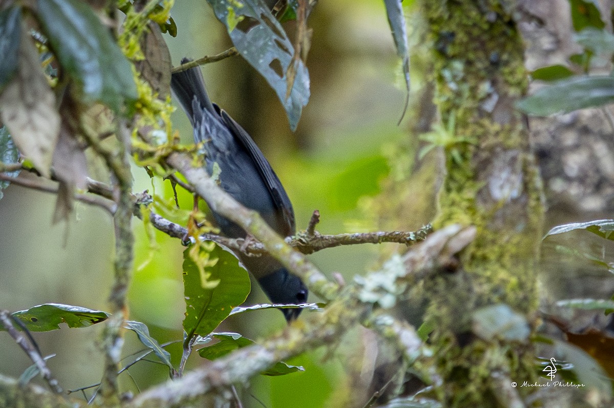 Slaty Finch - ML646981154