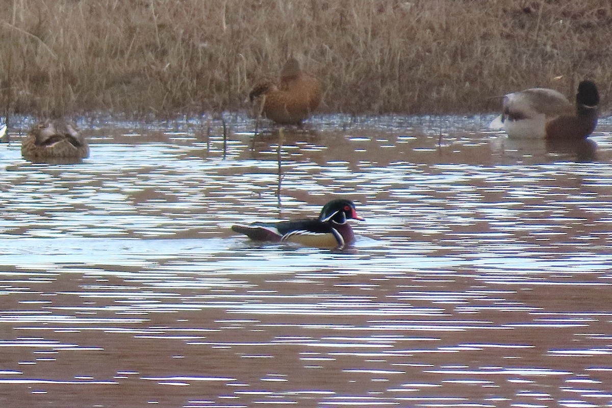 Wood Duck - ML646981155