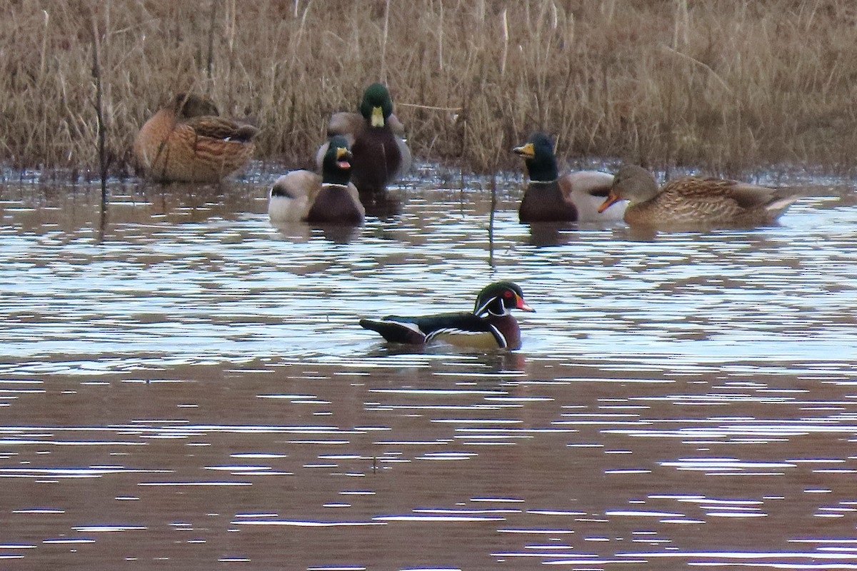 Wood Duck - ML646981156