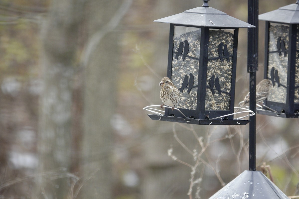 Purple Finch - ML646981157