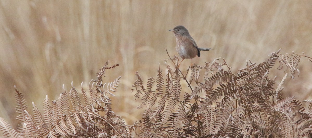 オナガムシクイ - ML646981163