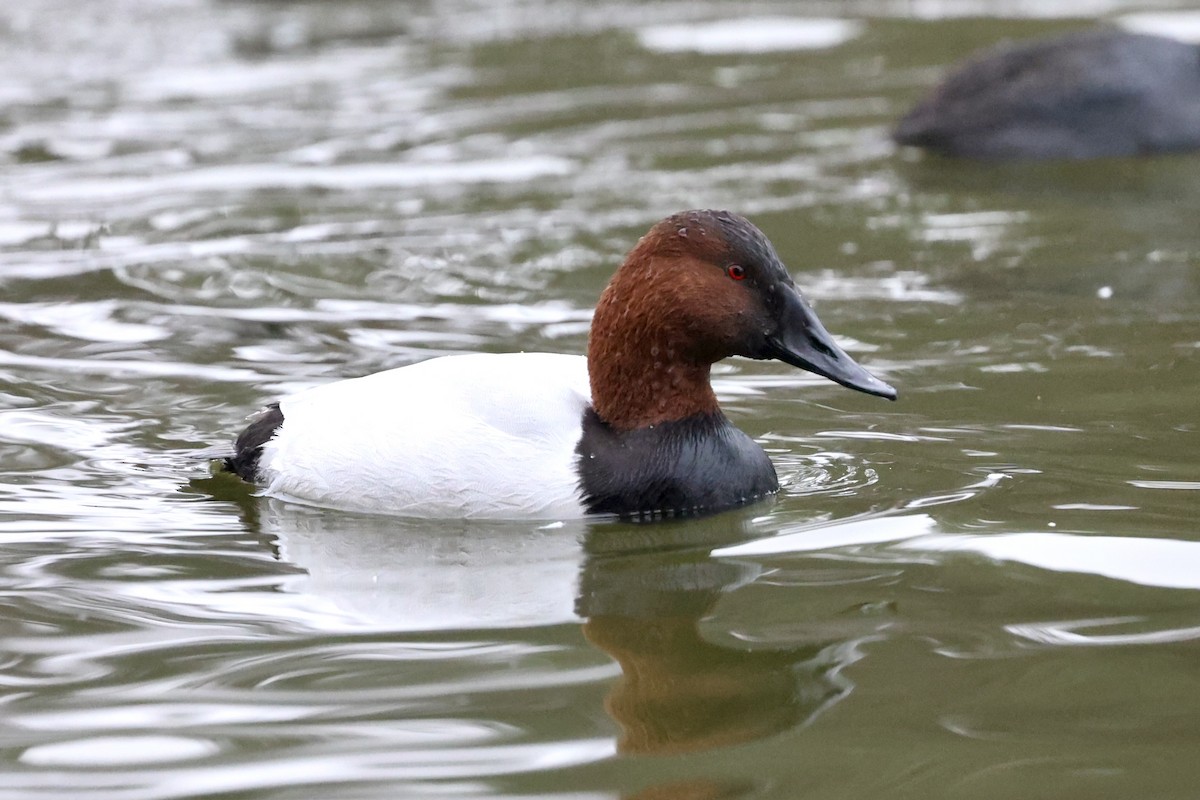 Canvasback - ML646981164