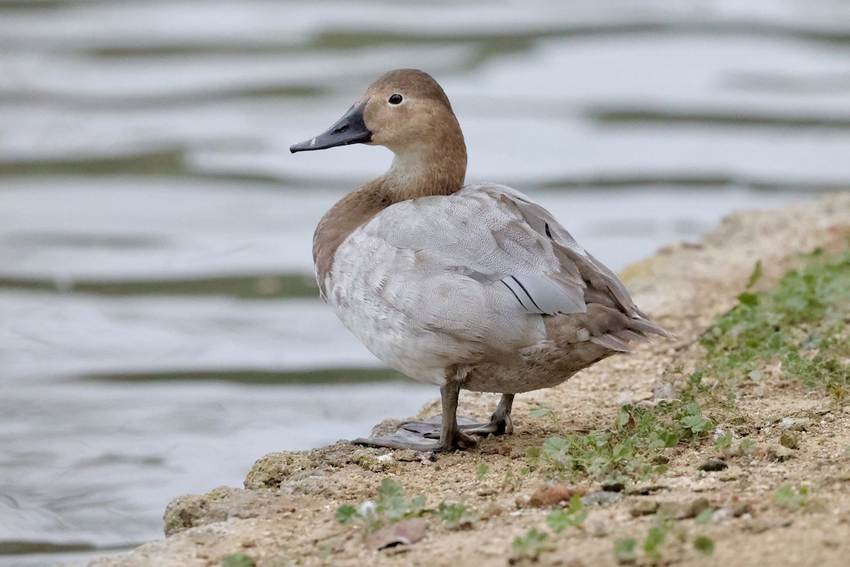 Canvasback - ML646981165