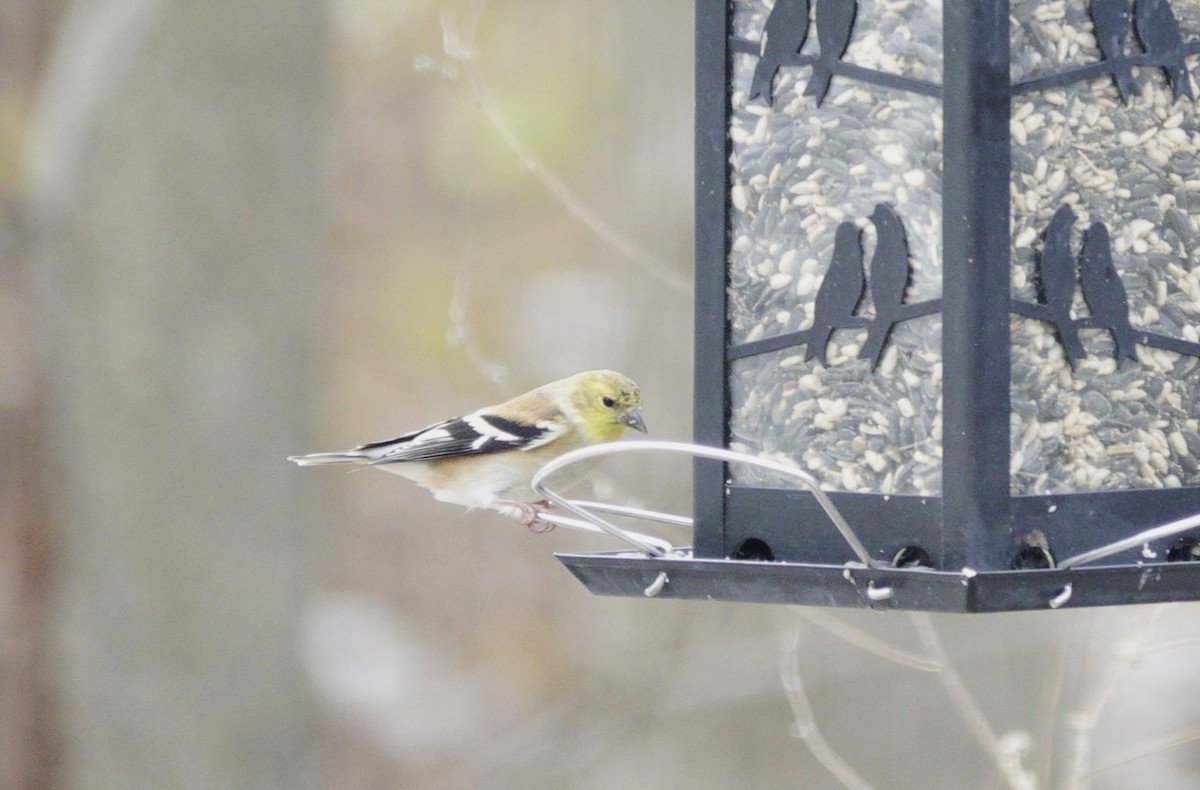American Goldfinch - ML646981170