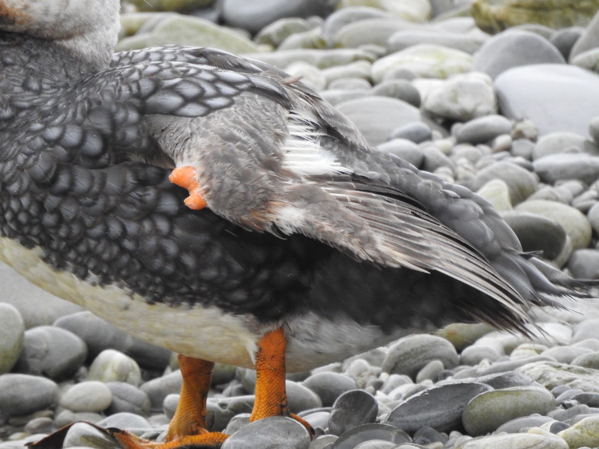 Falkland Steamer-Duck - ML646981171