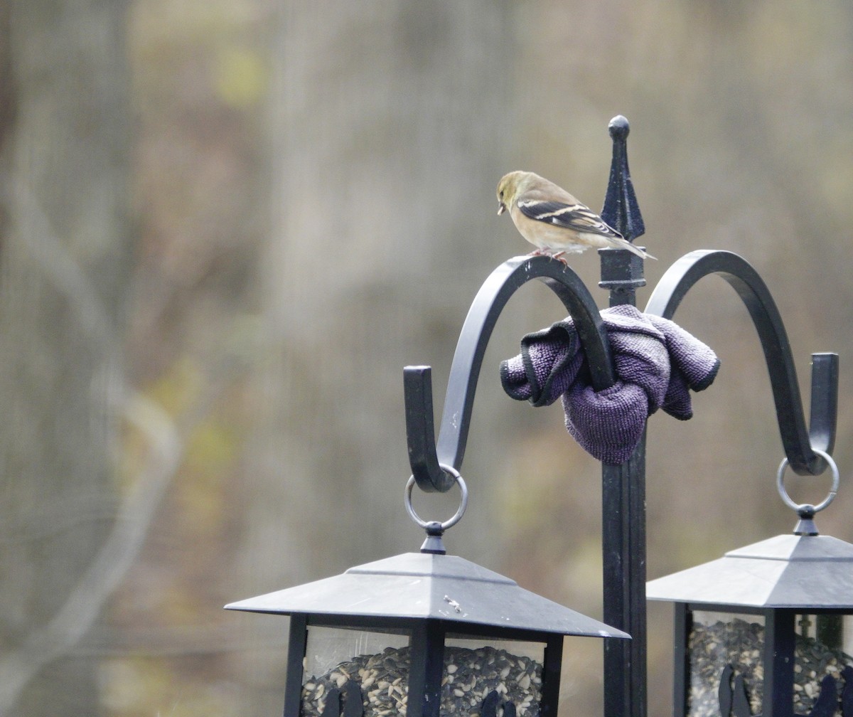 American Goldfinch - ML646981172