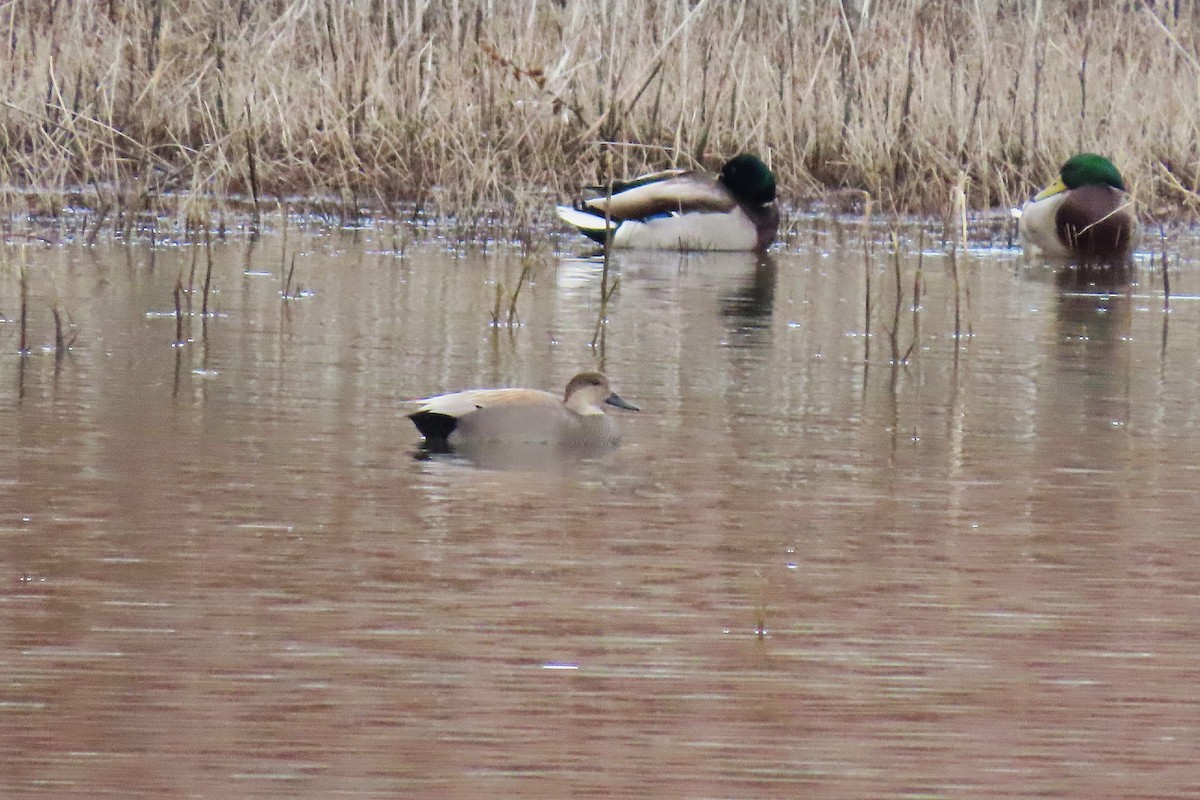 Gadwall - ML646981175