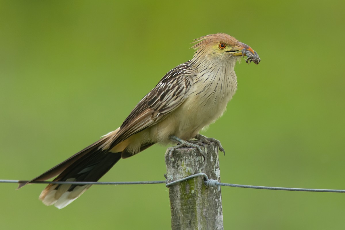 Гуира - ML646981176