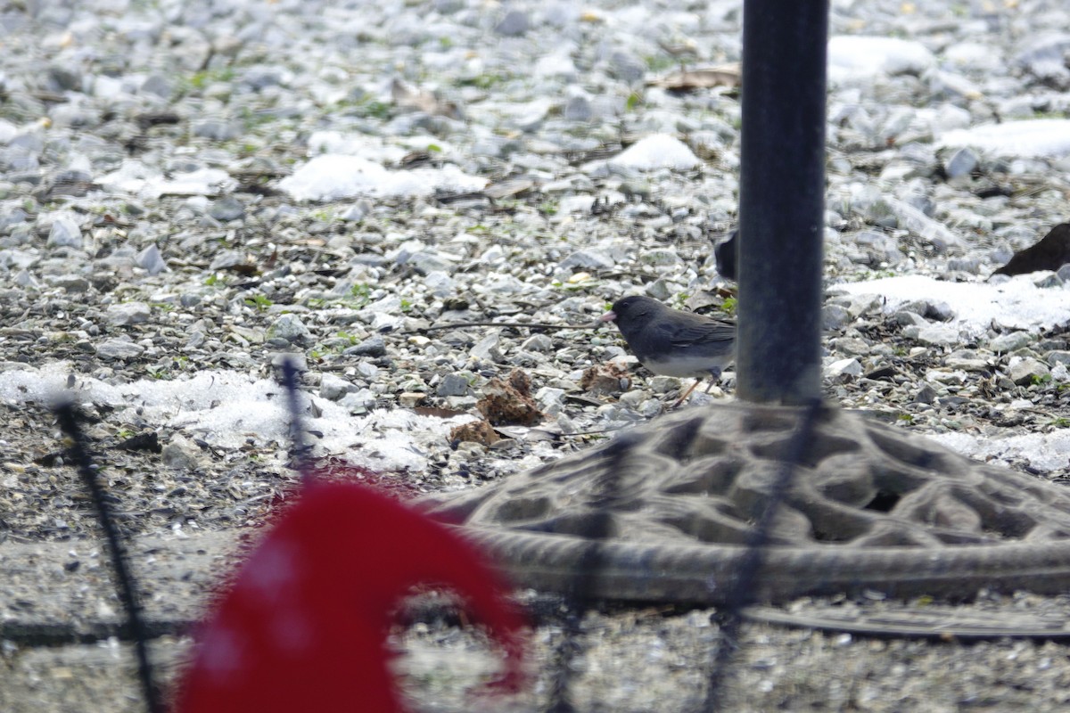 Dark-eyed Junco - ML646981178