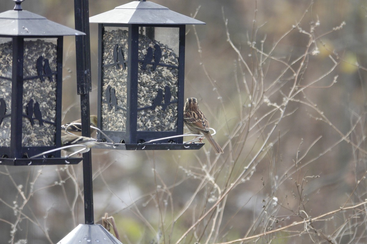White-throated Sparrow - ML646981188