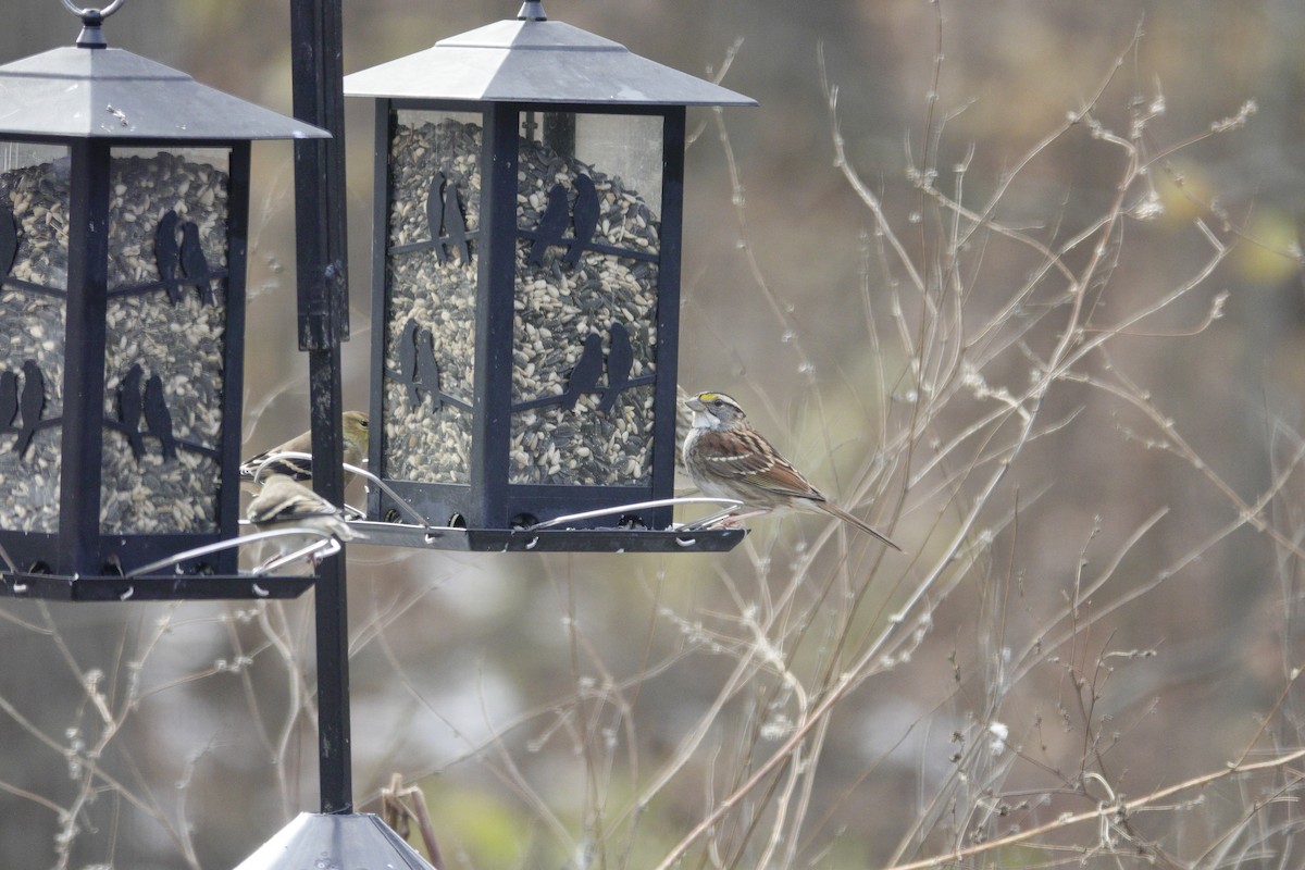 White-throated Sparrow - ML646981189