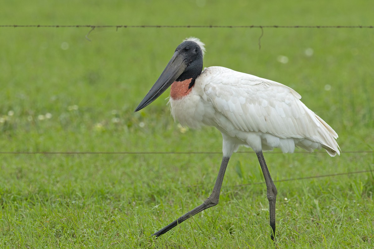 Ябиру - ML646981191