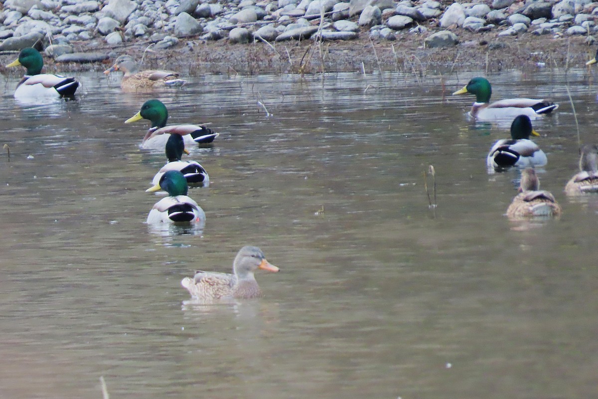 Mallard - ML646981193