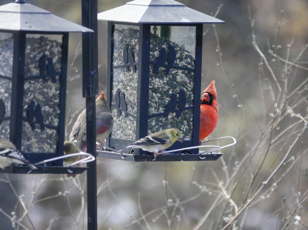 Northern Cardinal - ML646981194