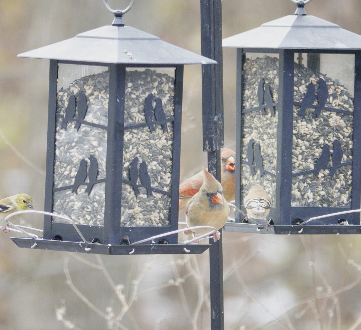 Northern Cardinal - ML646981195