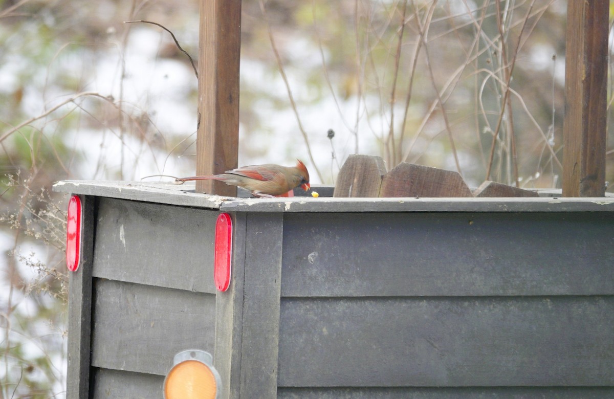 Northern Cardinal - ML646981196