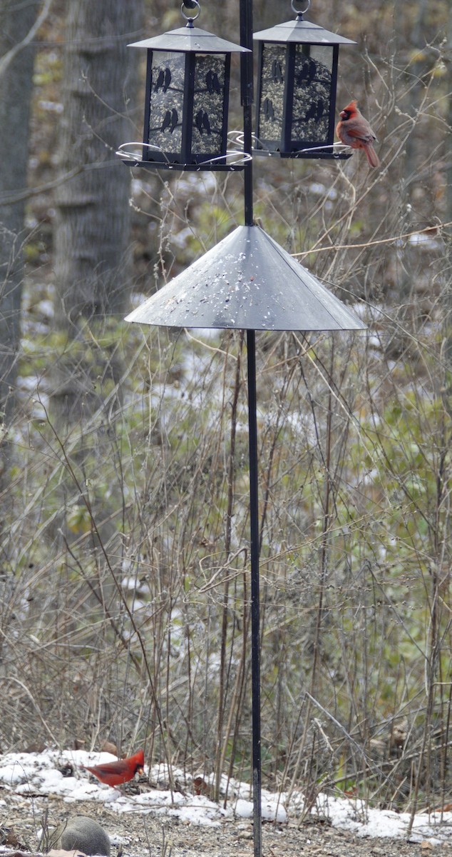 Northern Cardinal - ML646981197