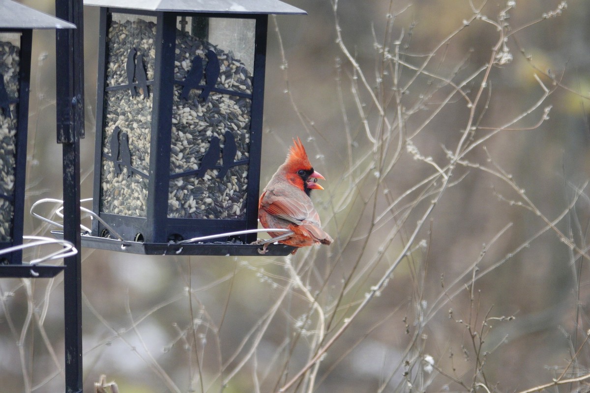 Northern Cardinal - ML646981198
