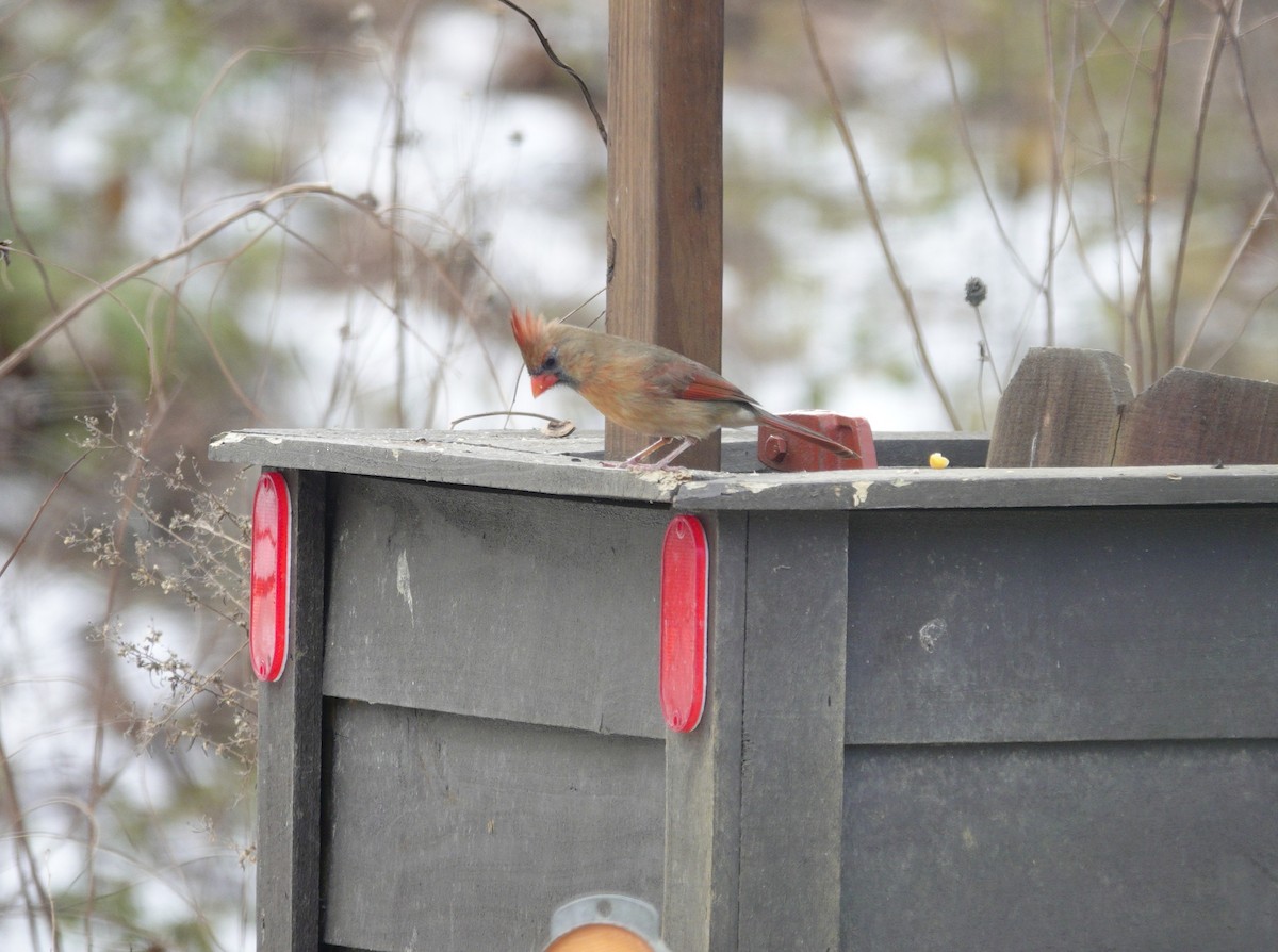 Northern Cardinal - ML646981199