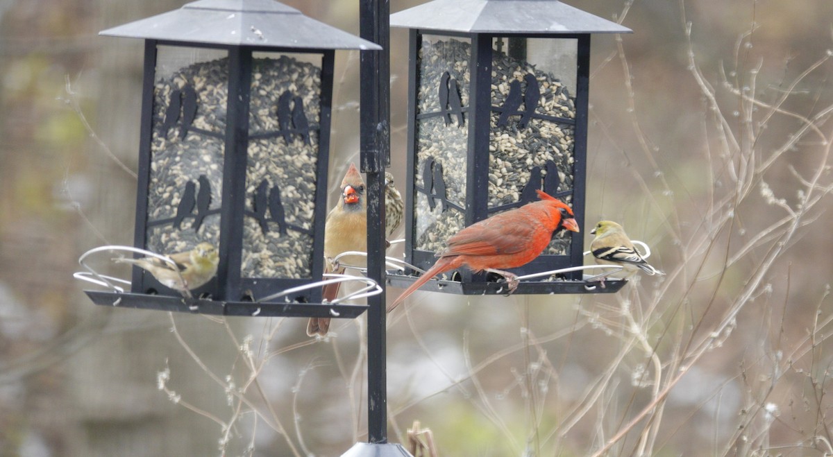 Northern Cardinal - ML646981200
