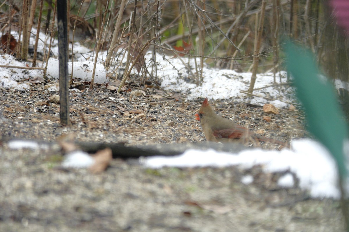 Northern Cardinal - ML646981201