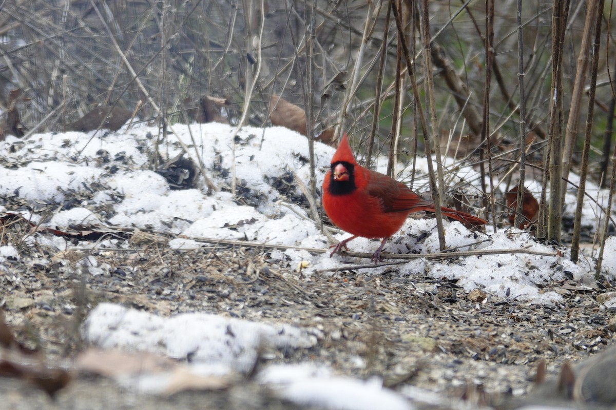 Northern Cardinal - ML646981202