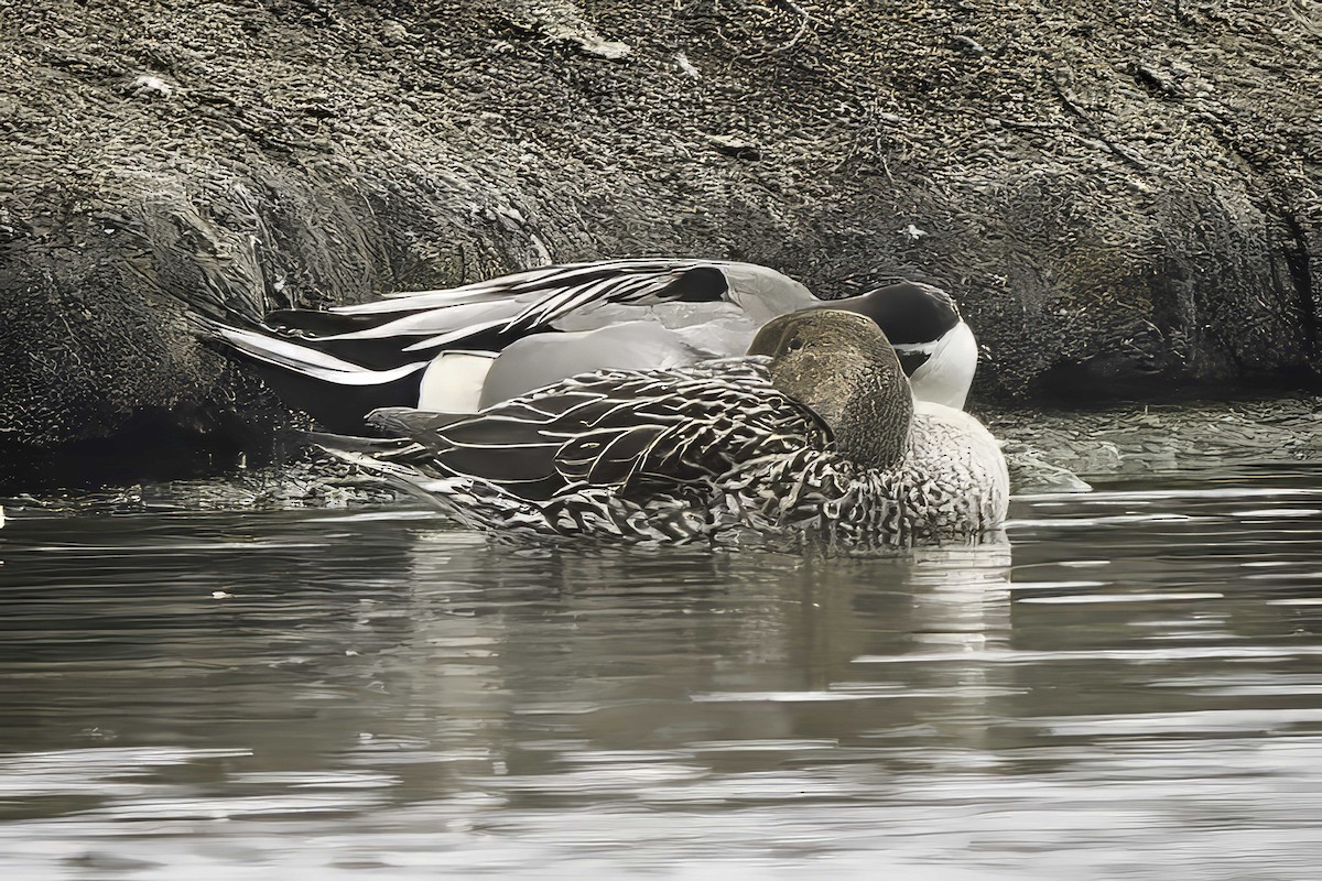 Northern Pintail - ML646981209