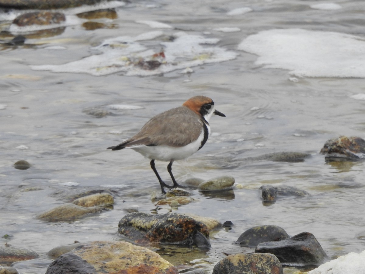 Two-banded Plover - ML646981212