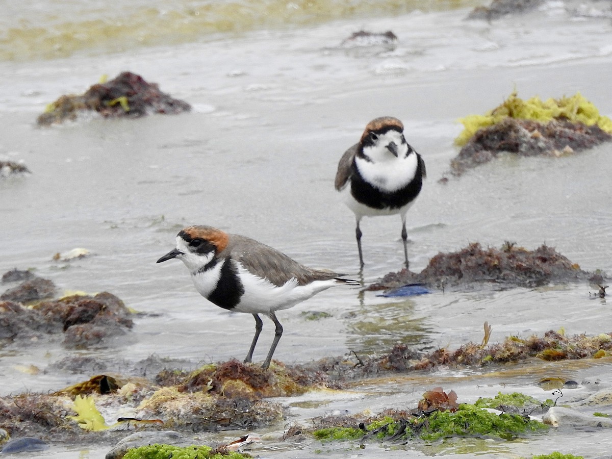 Two-banded Plover - ML646981213