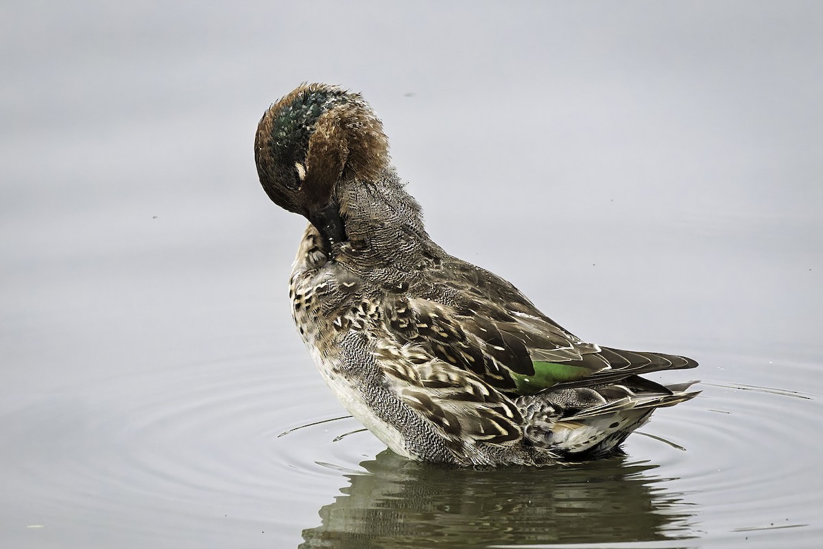 Green-winged Teal - ML646981214