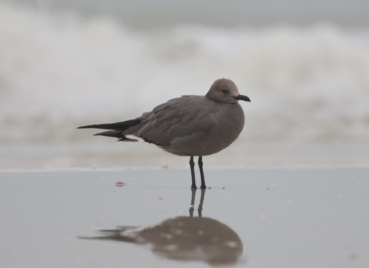 Gray Gull - ML646981220