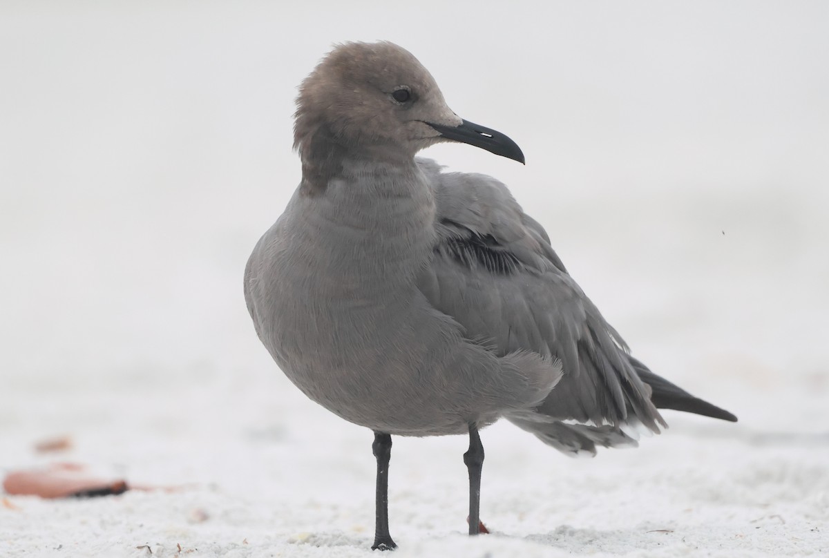Gray Gull - ML646981221