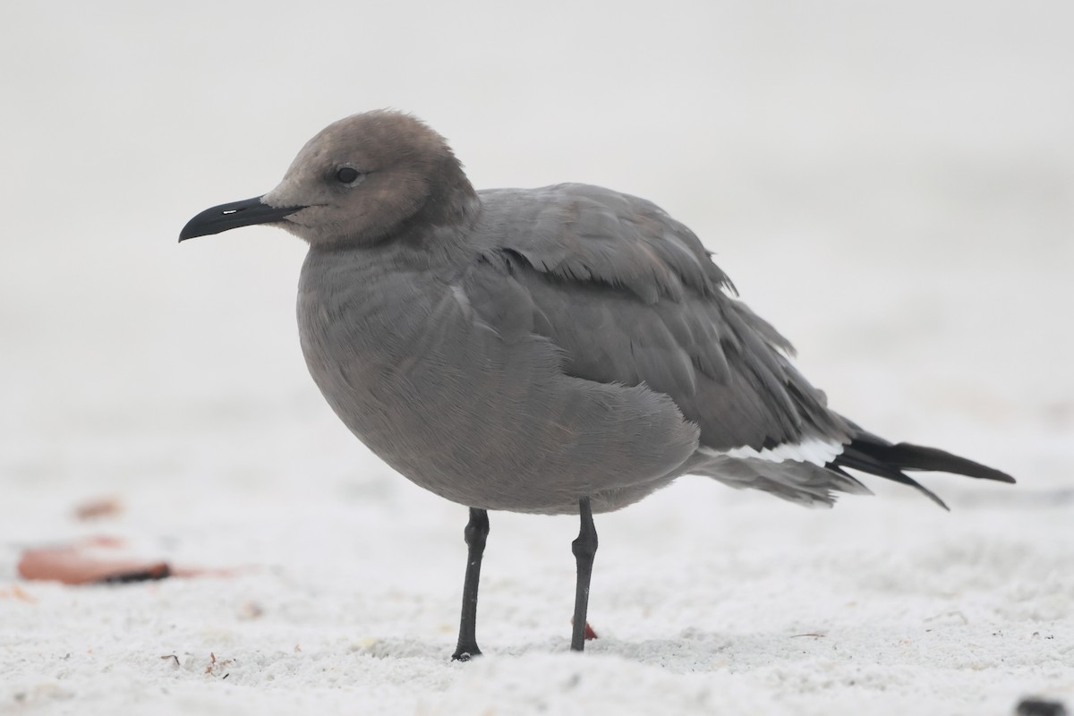 Gray Gull - ML646981222