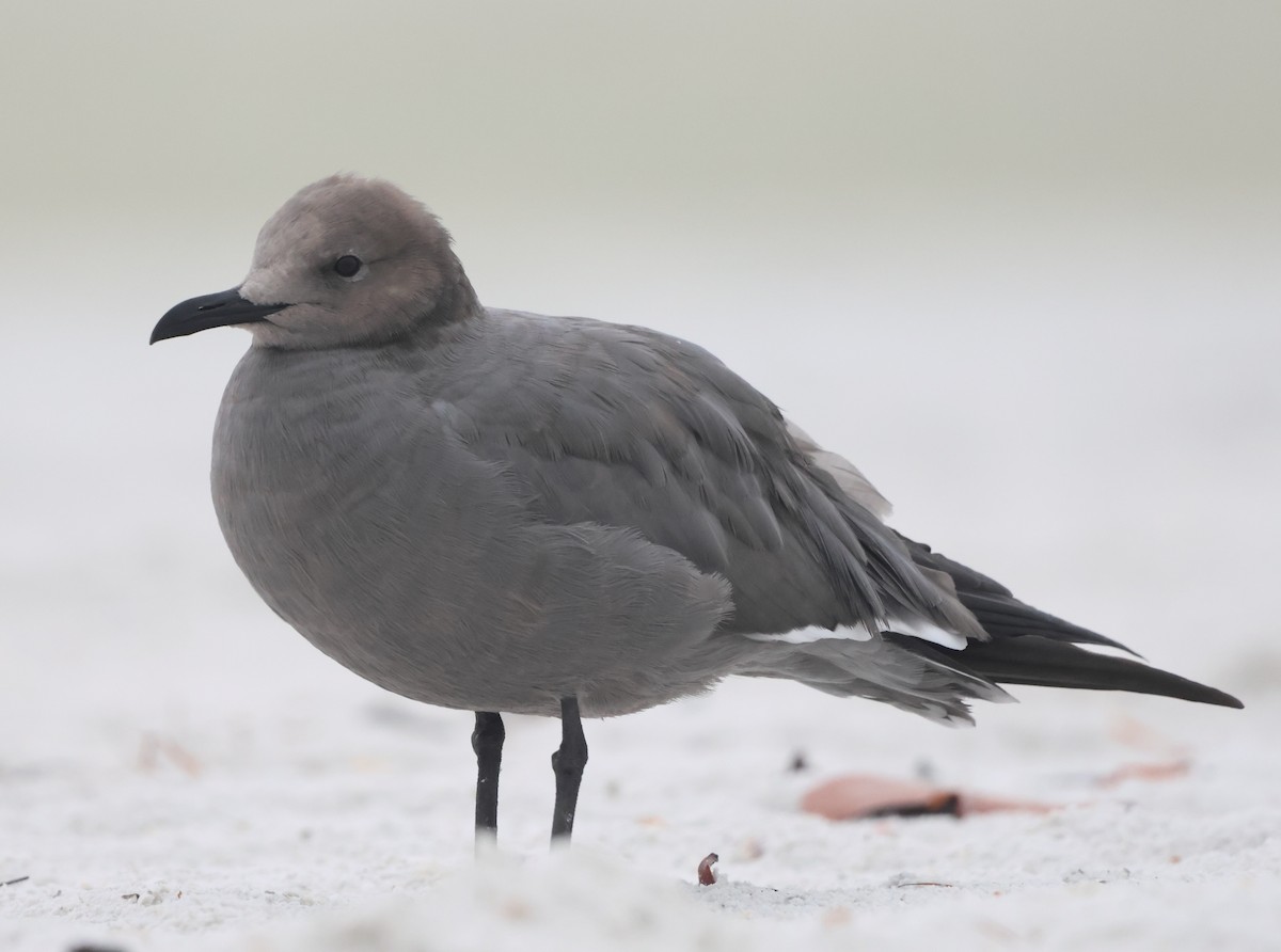 Gray Gull - ML646981223