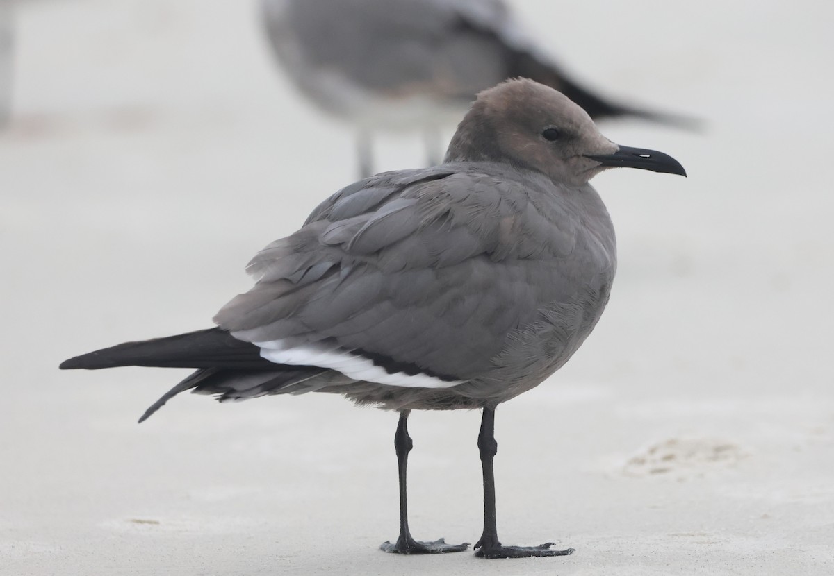 Gray Gull - ML646981224