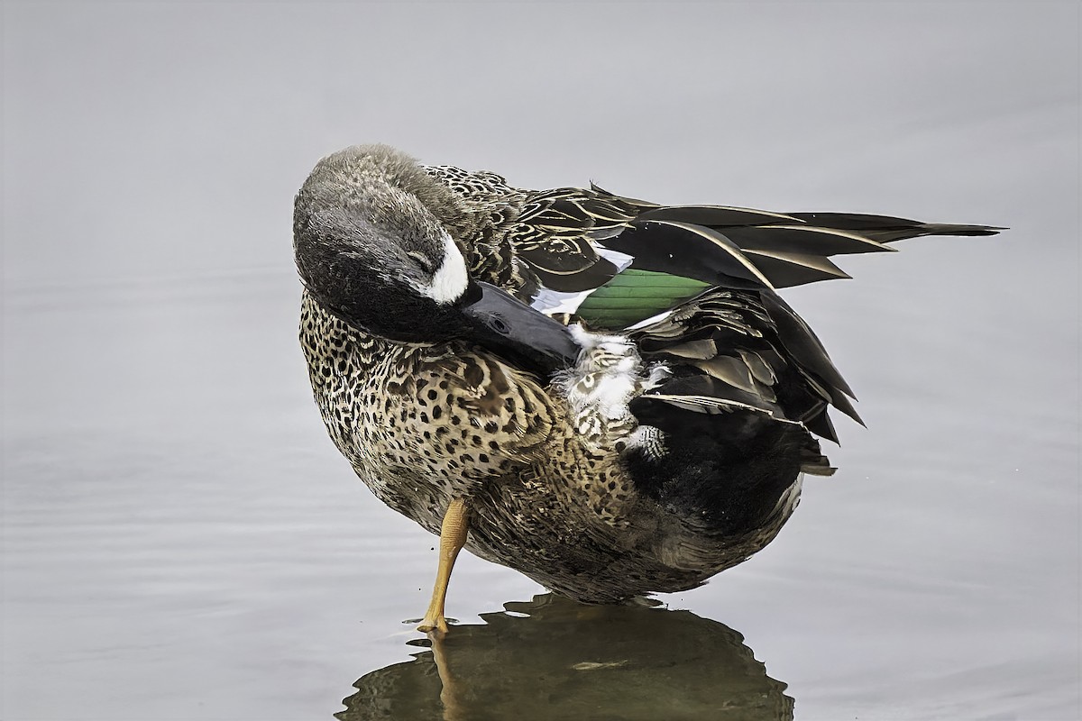Blue-winged Teal - ML646981227