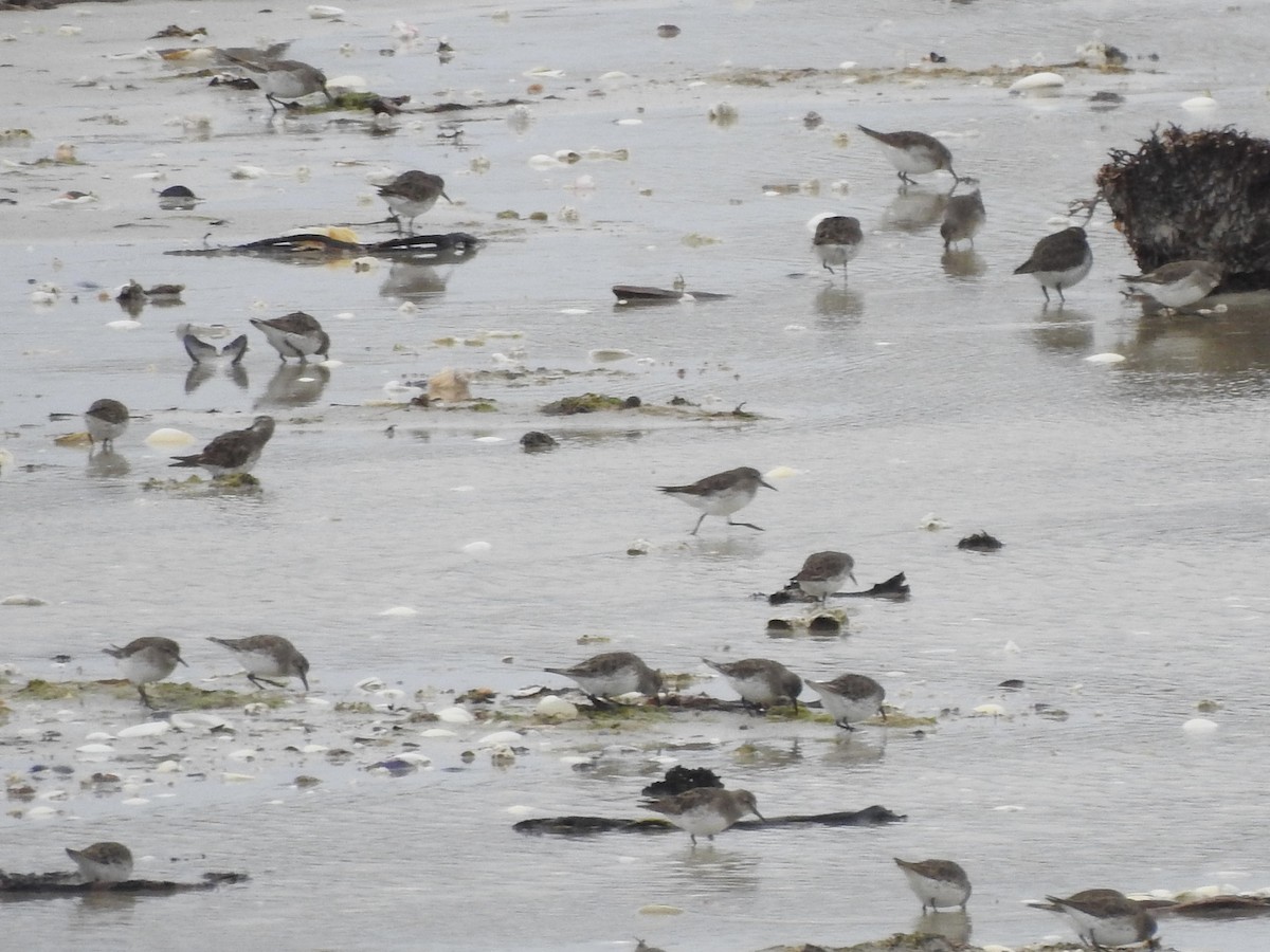 White-rumped Sandpiper - ML646981230