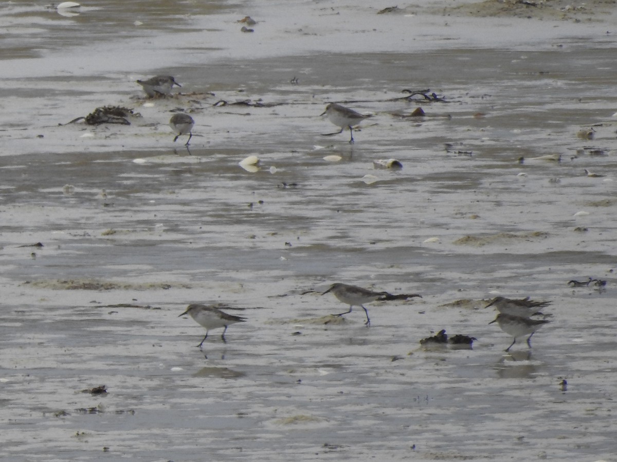 bonapartesnipe - ML646981231