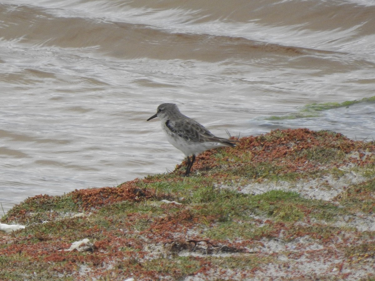 bonapartesnipe - ML646981233