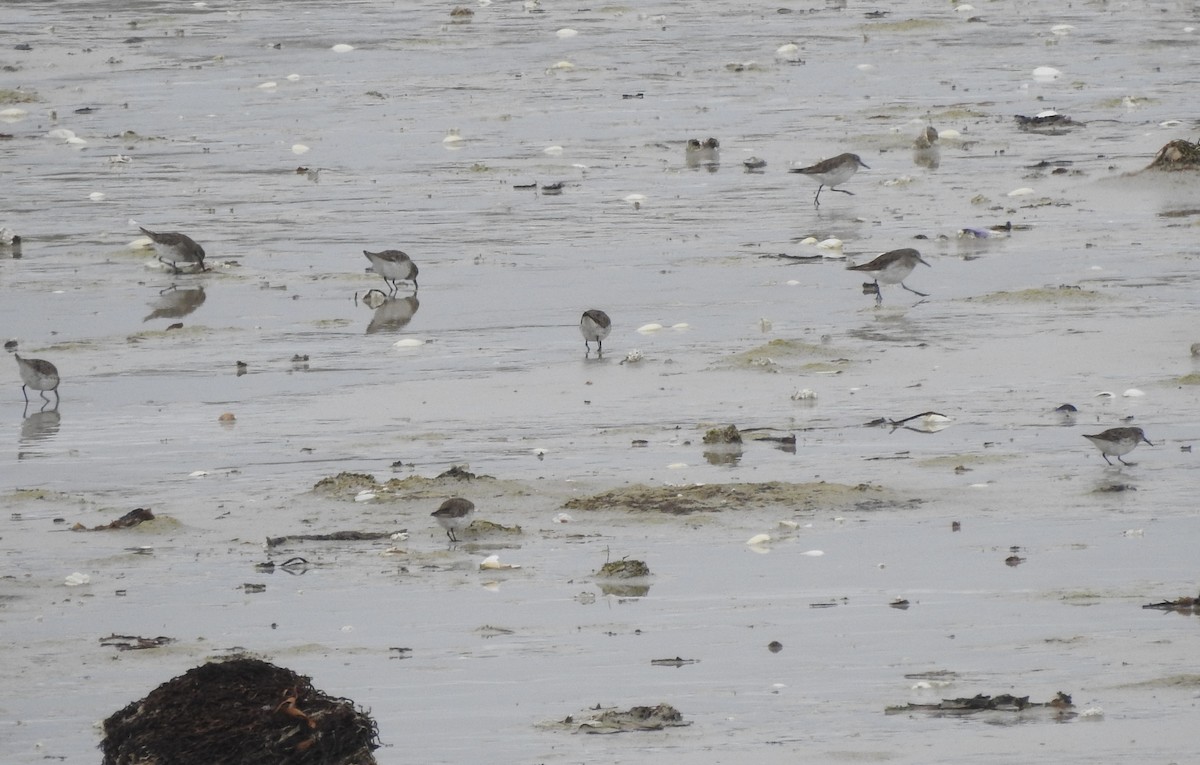 White-rumped Sandpiper - ML646981234