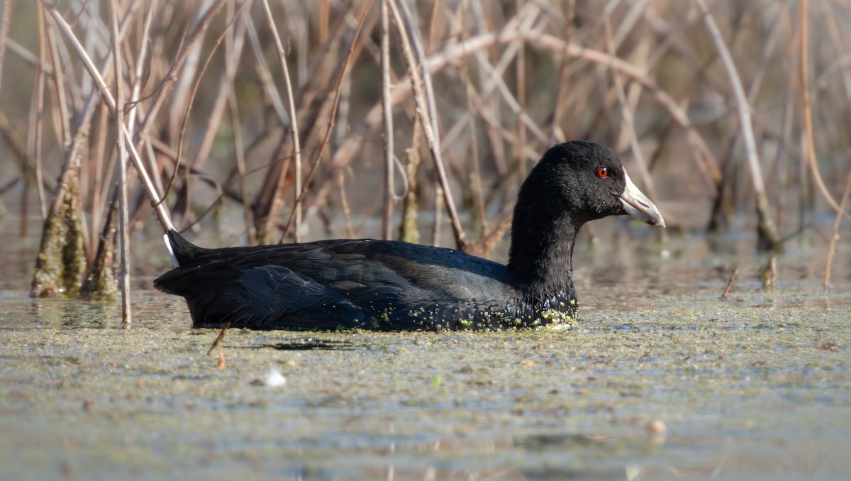 American Coot (Red-shielded) - ML646981240